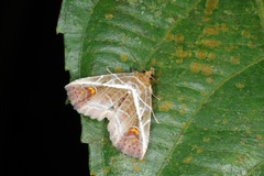Eugnathia diagonalis