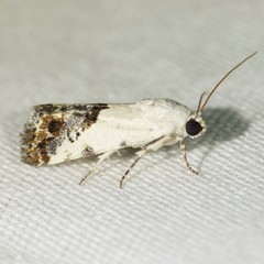 Ponometia phecolisca