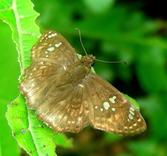 Caprona ransonnettii