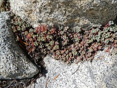 Sedum obtusatum