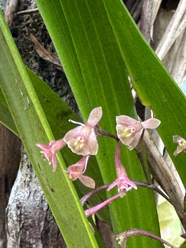 Epidendrum rolfeanum F.Lehm. & Kraenzl. 3