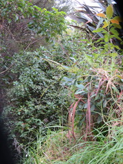 Pseudopanax arboreus