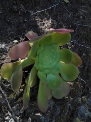 Aeonium canariense image