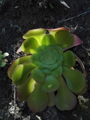 Aeonium canariense image