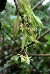 Epidendrum spicatum