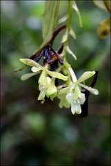 Epidendrum spicatum