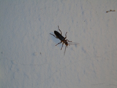 Nacerdes carniolica