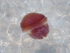 Crambione mastigophora image