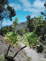 Aeonium urbicum image