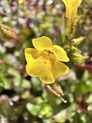 Erythranthe inamoena (Erythranthe inamoena)