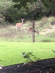 Odocoileus virginianus