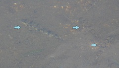 Pseudogobio esocinus