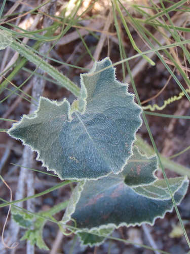 Image of Cucumis sagittatus by no rights reserved