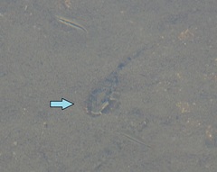 Pseudogobio esocinus