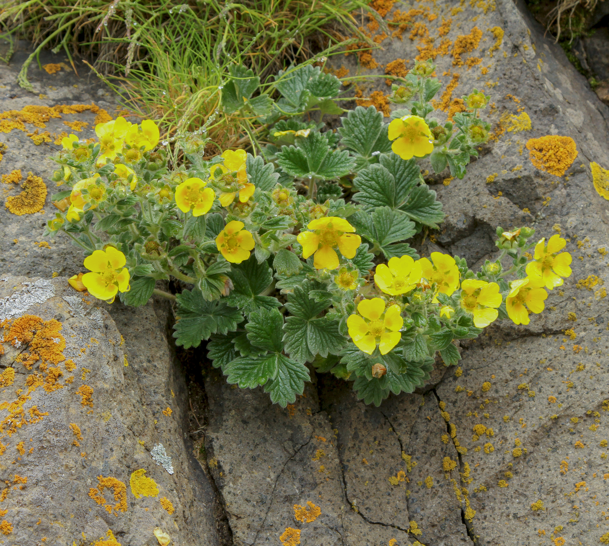 Potentilla villosa