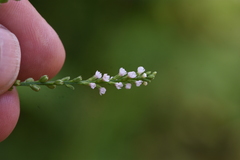 Verbena × engelmannii
