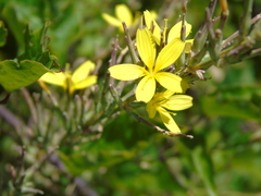 Lactuca viminea ramosissima
