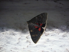 Catocala