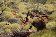 Osphranter robustus erubescens
