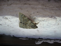 Catocala