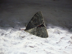 Catocala