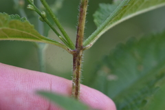 Verbena × engelmannii