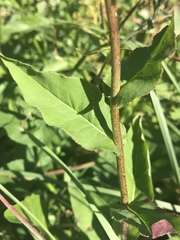 Hieracium prenanthoides