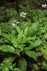 Calanthe masuca