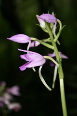 Calanthe masuca