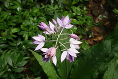 Calanthe masuca