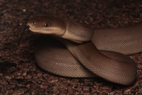 Olive Python sighting