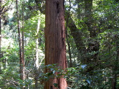 Cryptomeria japonica
