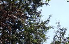 Cryptomeria japonica