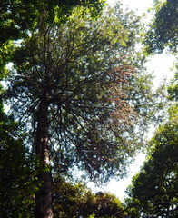 Cryptomeria japonica