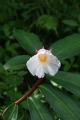 Hellenia speciosa