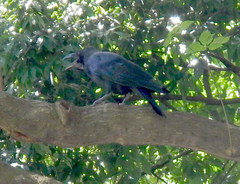 Corvus macrorhynchos