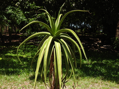 Aloe helenae
