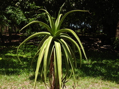 Helena's Aloe (Aloe helenae)