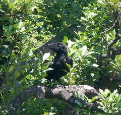 Corvus macrorhynchos