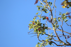 Erythrina vespertilio