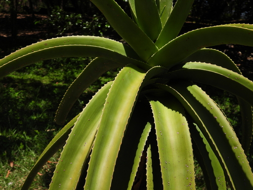 Aloe helenae, photograph 1