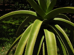 Aloe helenae, photograph (c) amantedarmanin, some rights reserved (CC BY)