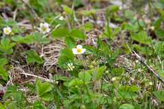 Fragaria nipponica