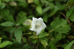 Strobilanthes