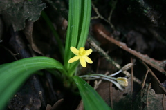 Curculigo orchioides