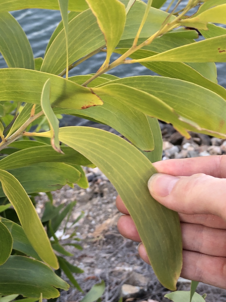 Black Wattle