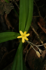 Curculigo orchioides