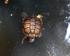 Trachemys scripta elegans