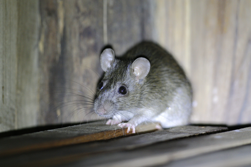 Himalayan Rat from 缅甸敏达县 on January 17, 2016 at 01:36 AM by ...
