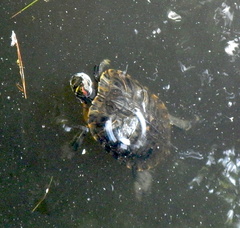 Trachemys scripta elegans